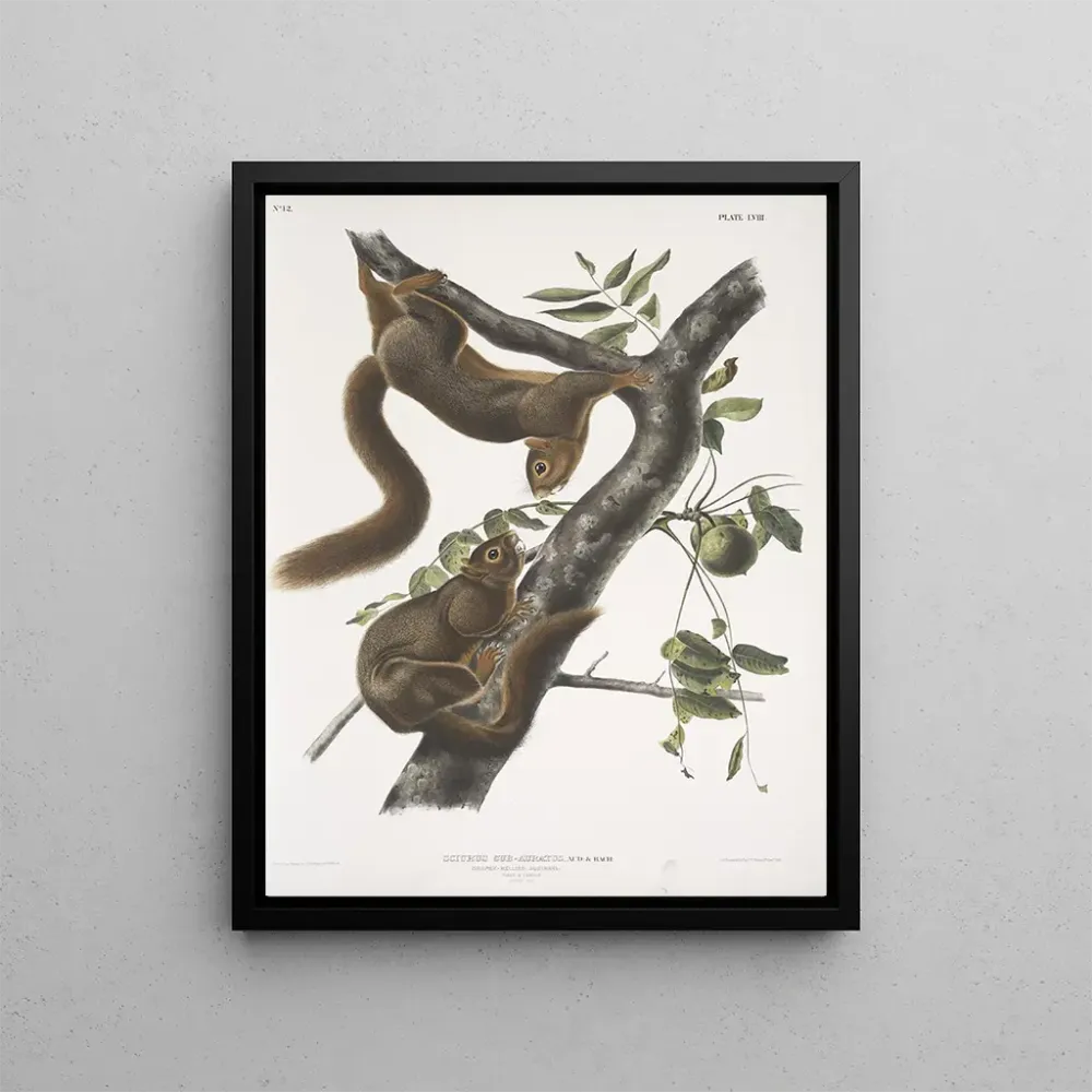 Sciurus subauratus, orange Bauch Eichhörnchen, männlich und weiblich, natürliche Größe - John Woodhouse Audubon | Kunstdruck