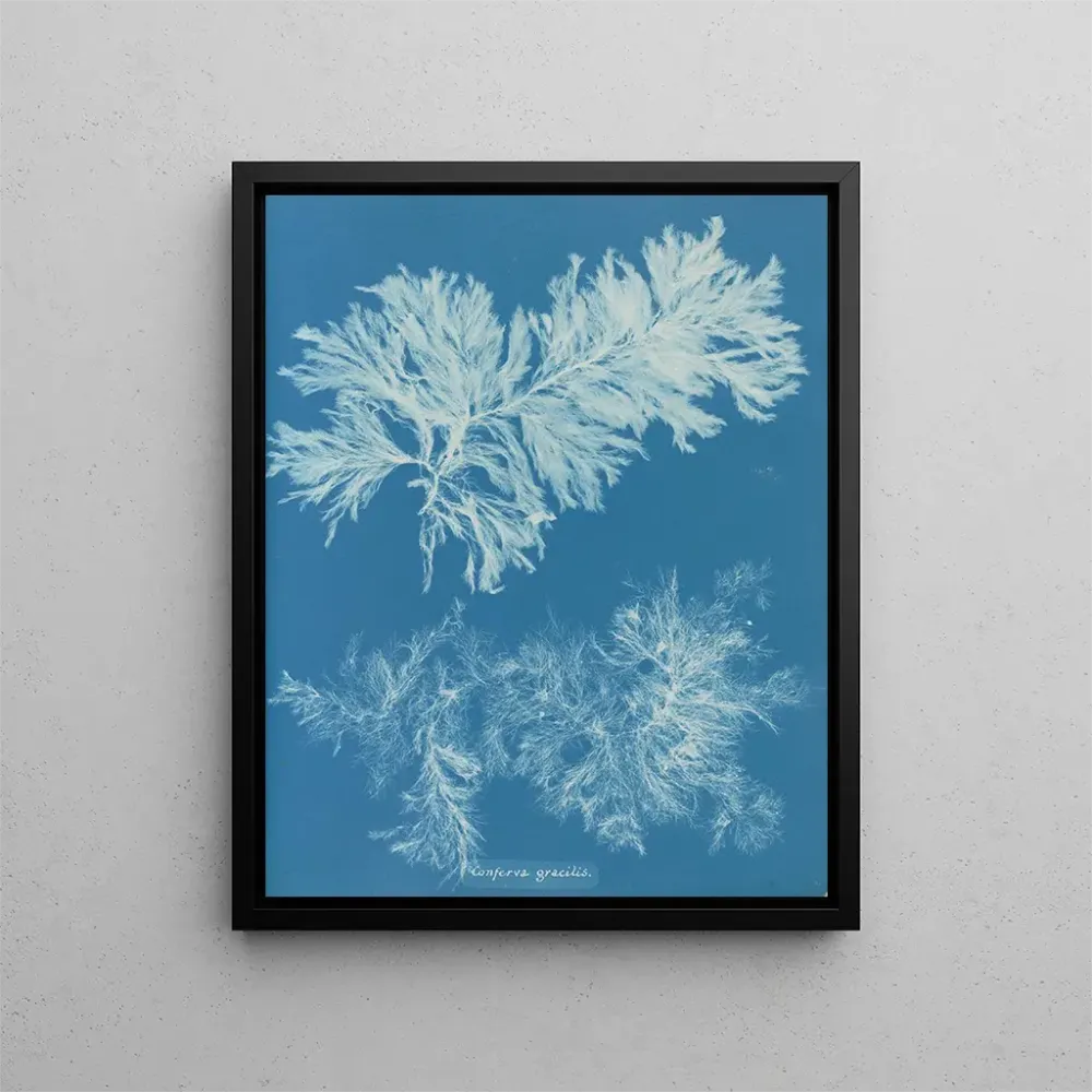 Vergleichs-Gemälde dünn - Anna Atkins | Kunstdruck