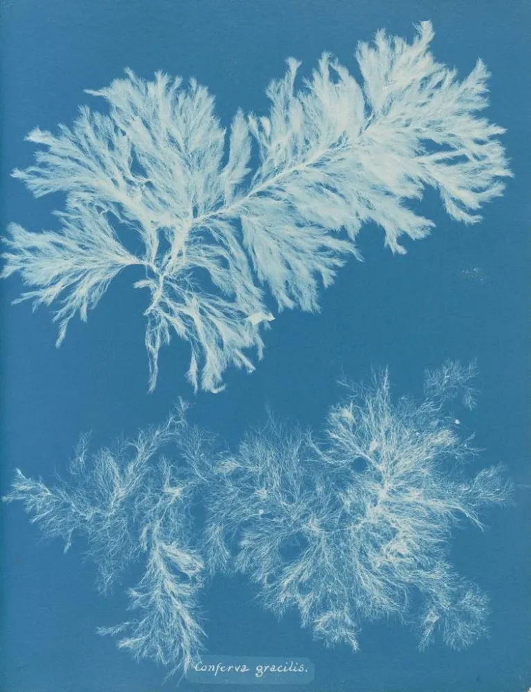 Vergleichs-Gemälde dünn - Anna Atkins | Kunstdruck