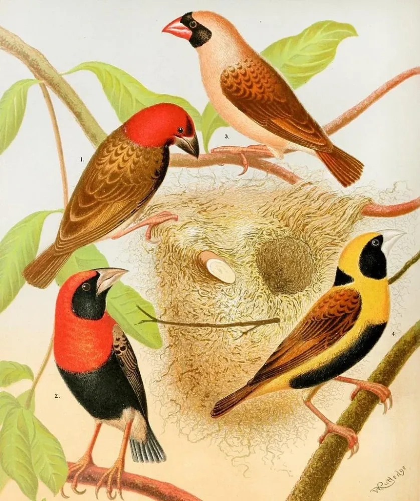 Vogelweber-Gemälde - W. . Blakston | Kunstdruck